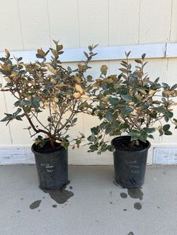 Silver  berry plant in 5gl.