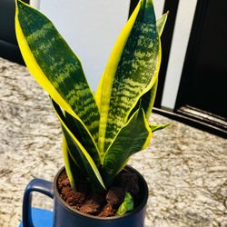 Sensevieria plant in Ceremic indoor mug