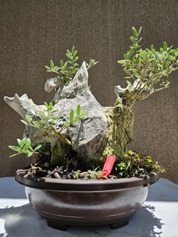 Old European Olive Bonsai Tree