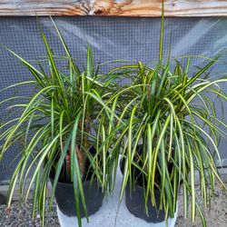 Dracaena Tricolor Plant 8" Pot $4 Each