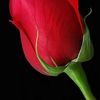 Let🌹