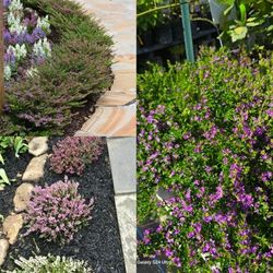mexican Heather plant  🪴 Blooms Year Around 