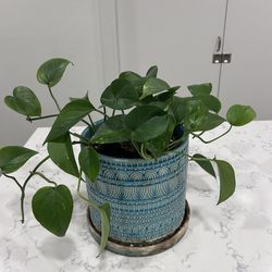 Philodendron Heartleaf