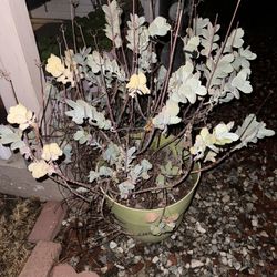 Large Potted Succulent 