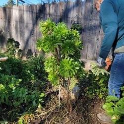 Aeonium Tree Succulent Plant
