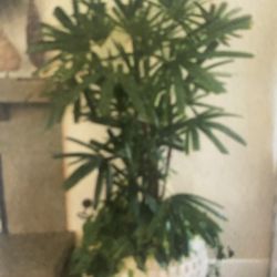Large Variety Of Plants Available 