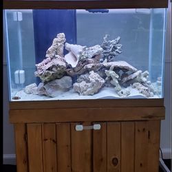 55 Gallon Salt Water Tank Set Up