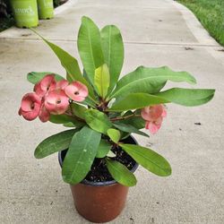 Gallon Size Crown of Thorns, Corona de Cristo, PLANTS ARRIVE, BEAUTIFUL AND HEALTHY. $10 EACH