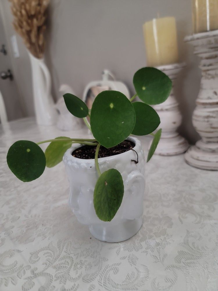 Money Plant With Ceramic Pot 