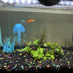 10 Gallon Fish Tank With Fishes And Accessories