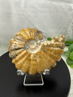 Rare Fossilized Ammonite