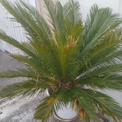 Palma