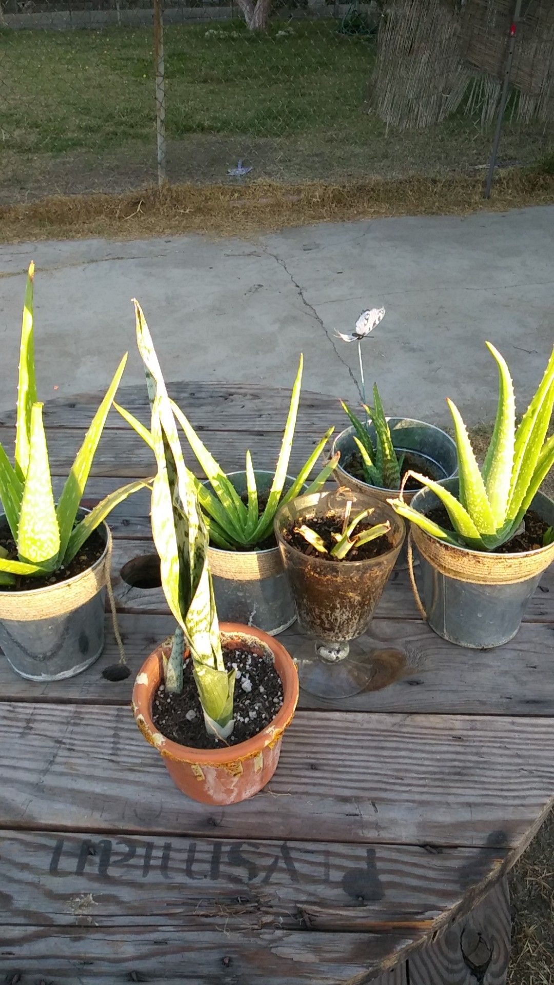 Aloe vera/Sabila