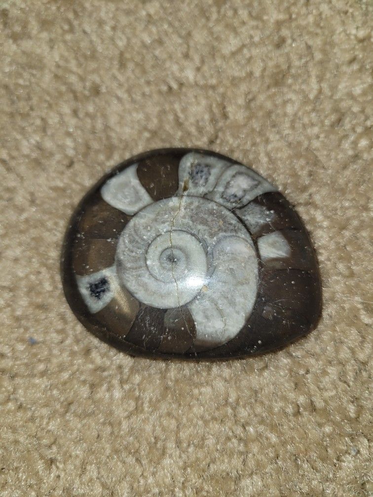 Fossil