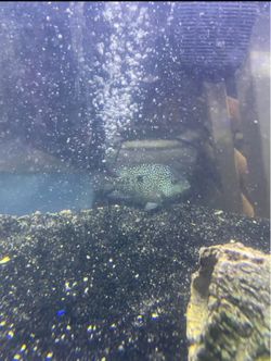 Tank decorations