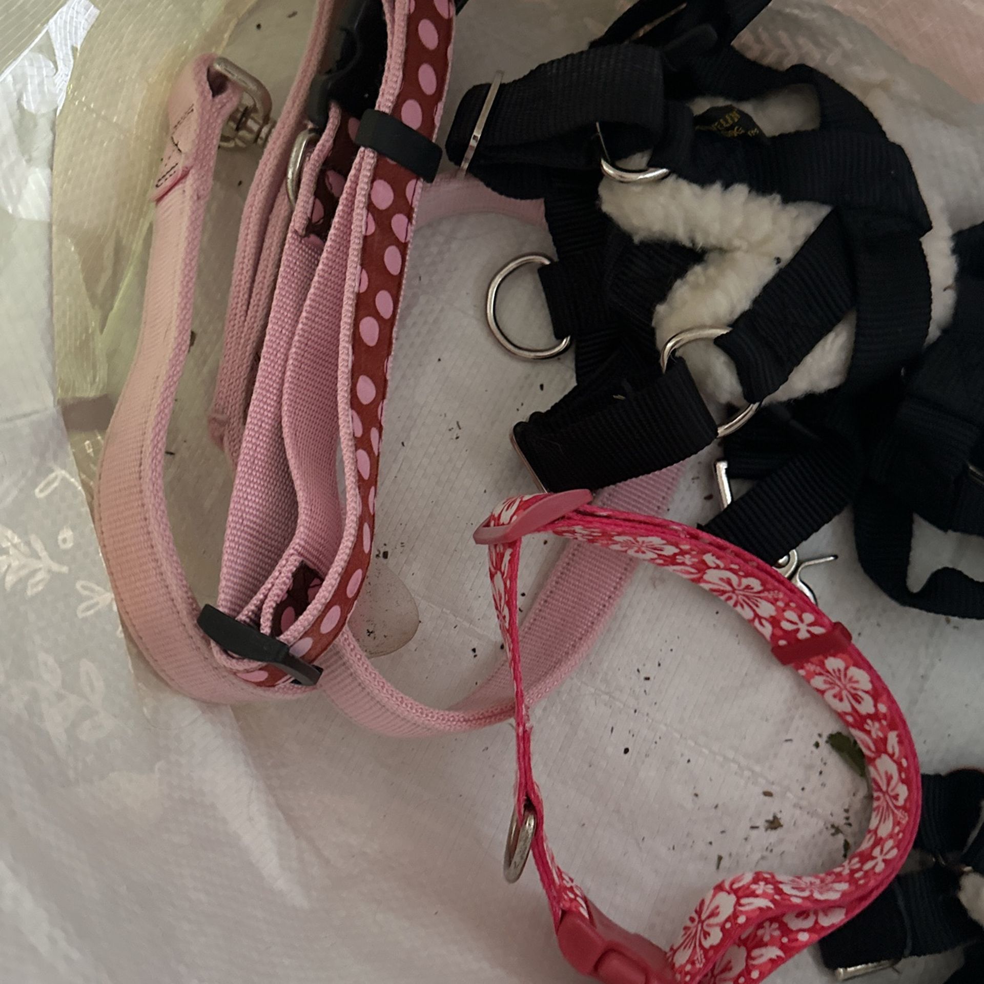 Large dog collars, harnesses a leash and five outfits