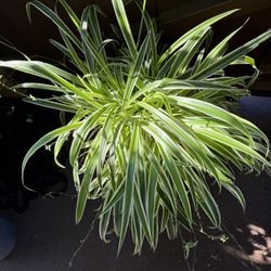 Spider Plant