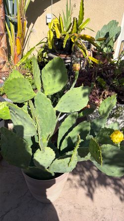 Nopales, prickly pear