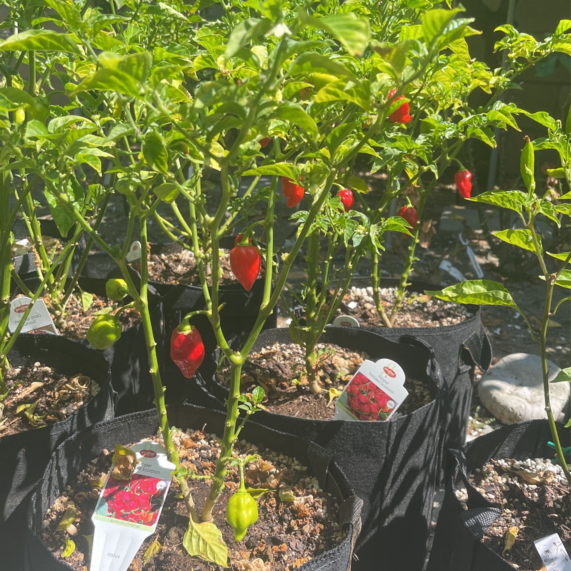 Fruiting Trinidad Moruga Scorpion Plant