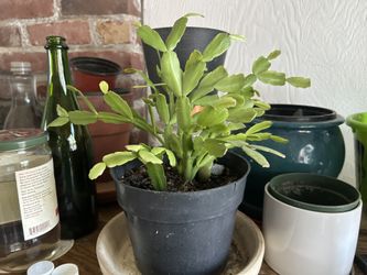 Plants, Trees, Succulents, Cacti