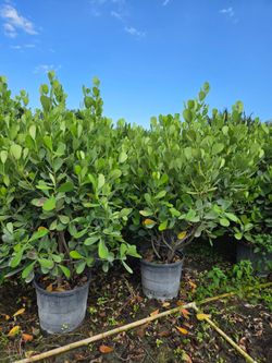 huge clusias about 7 feet tall  Instant  privacy Hedge for fence