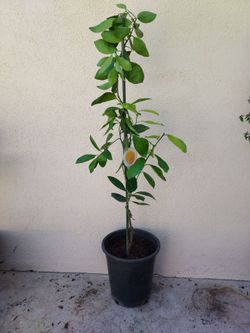 Citrus Orange tree