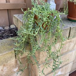 String Of Dolphins Senecio Peregrinus Succulent Plant In Terracotta Planter