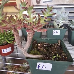 Various Plants, Cacti And Succulents!
