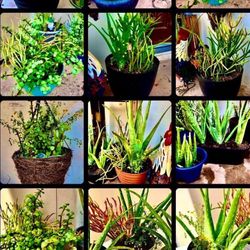 Succulent Plants