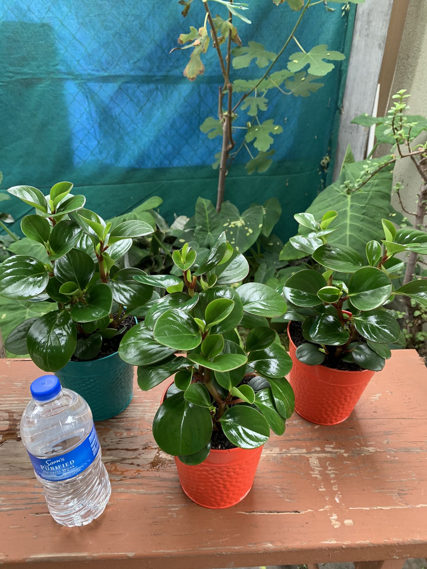 Peperromia Tailandésa Plants Indoor Small $13each