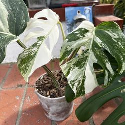 Monstera Albo
