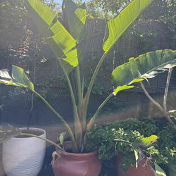 Large Banana Plant + Pot – Tropical Statement