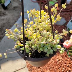 6 Inch Cotyledon pendens Succulent

