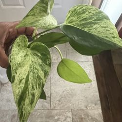 Pothos Plant Cuttings Multiple Varieties (read Description Below)