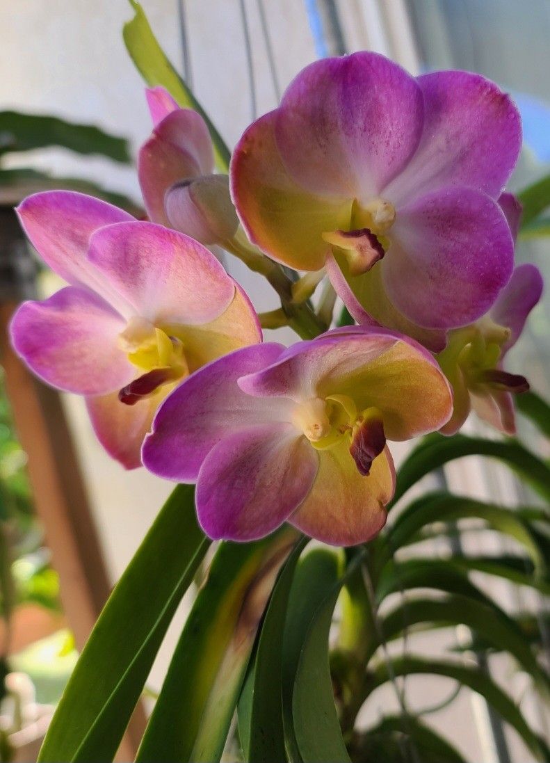 Vanda Plant 