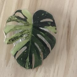 Monstera Thai Cons Phone Grip 