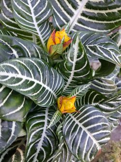 Z E B R A. Plant $30