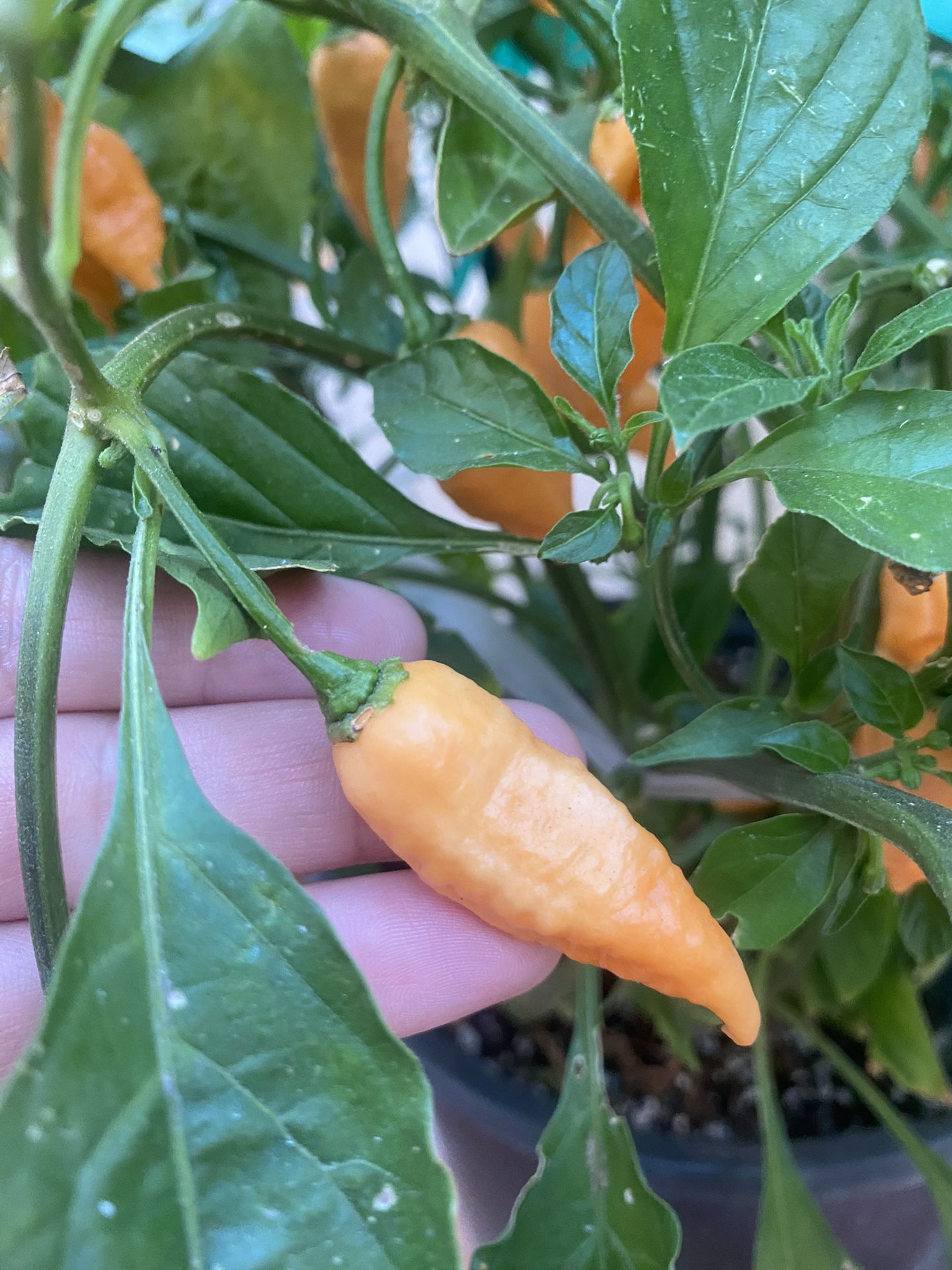 Peach Chost Pepper