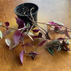 Beautiful Wondering Jos I Healthy Plant