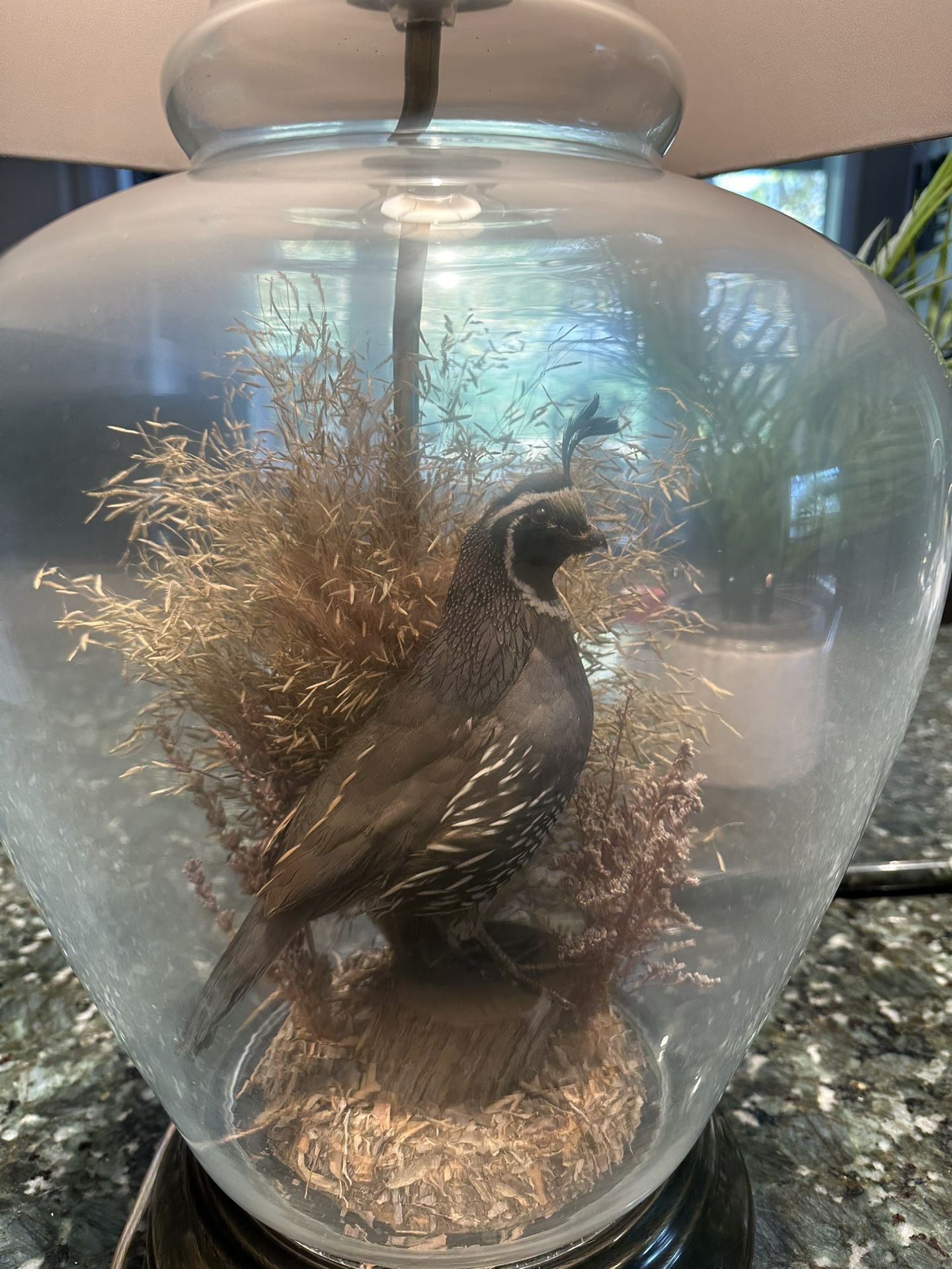 The Wildlife Collection - LIfesize Taxidermy Mount Quail - Lamps