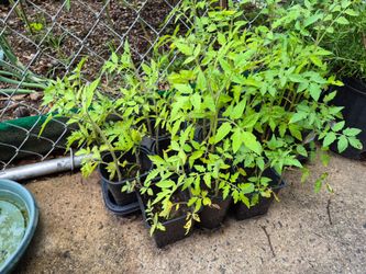 Tomatoes seedlings
