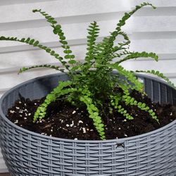  Lemon Button Fern