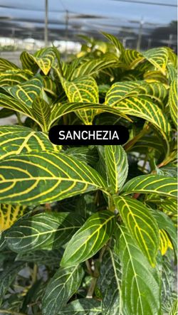 🌿 SANCHEZIA