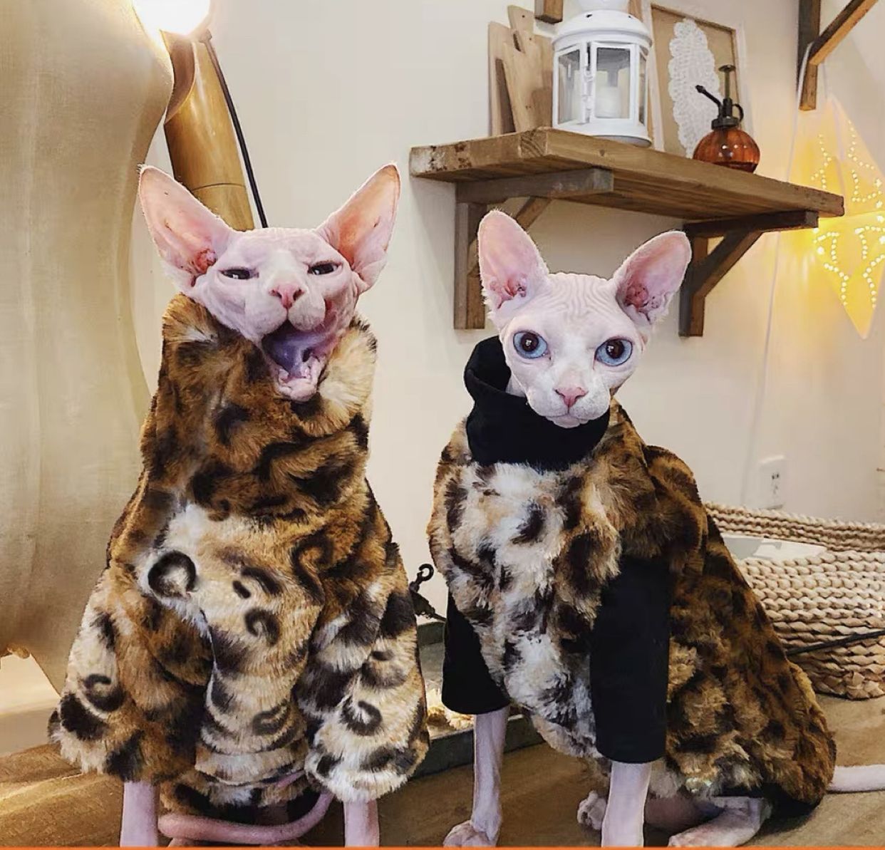 sphinx kitten cloth size M