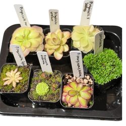 Pinguicula Carnivorous Plants 2” choice