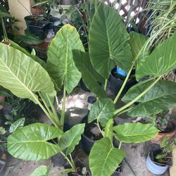 Beautiful Elephant Ears 