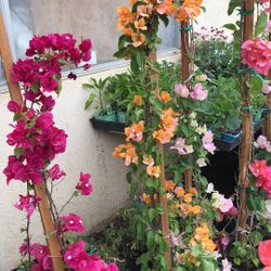 Fruit Trees Shade Trees Rose Trees Shrubs Flowers Veggies Palms