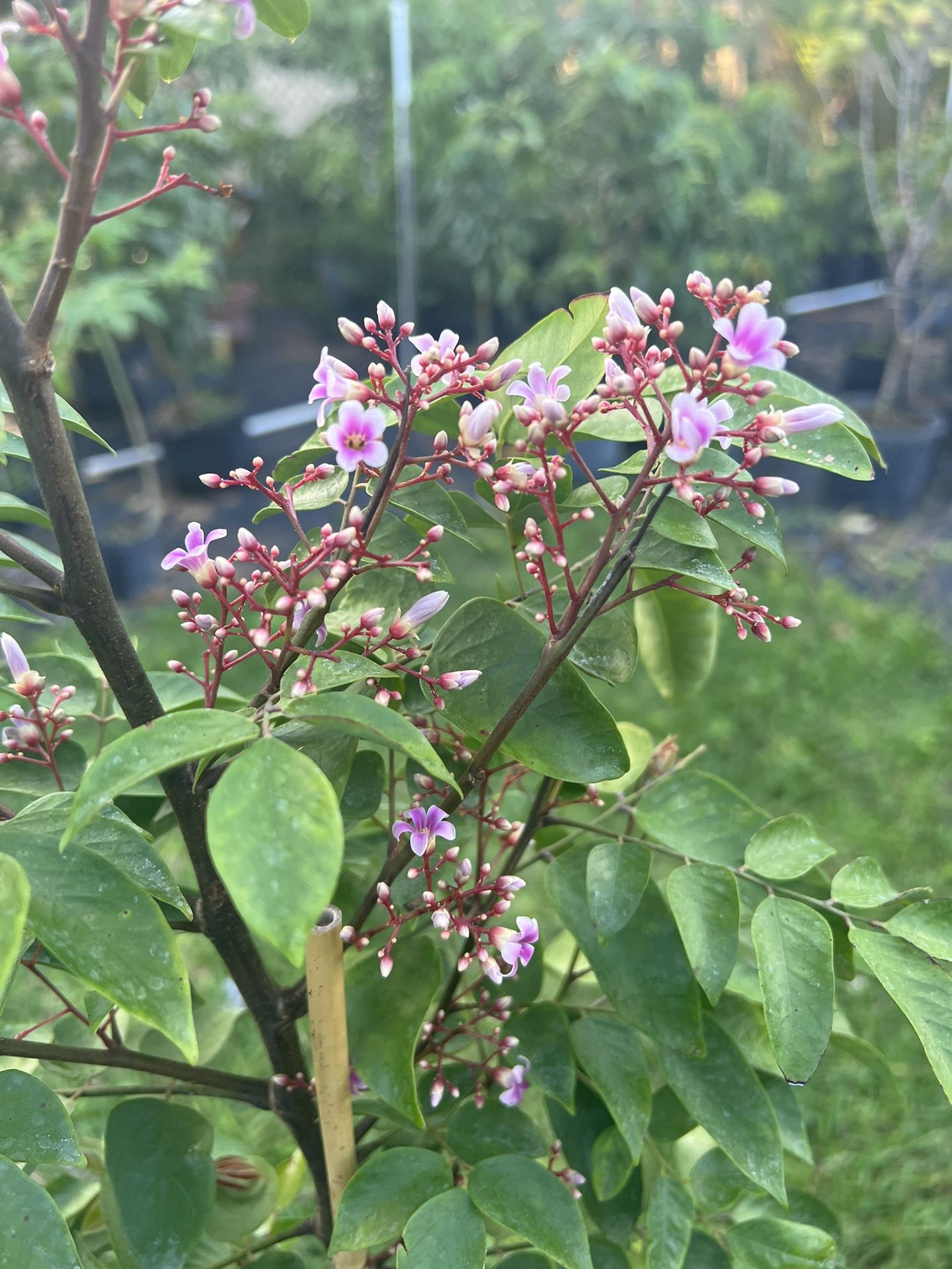 STAR FRUIT ( Grafted in 7 Pot) Juicy, Crunchy