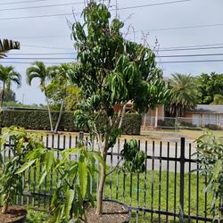 Huge Fruiting Mango Trees For Sale 