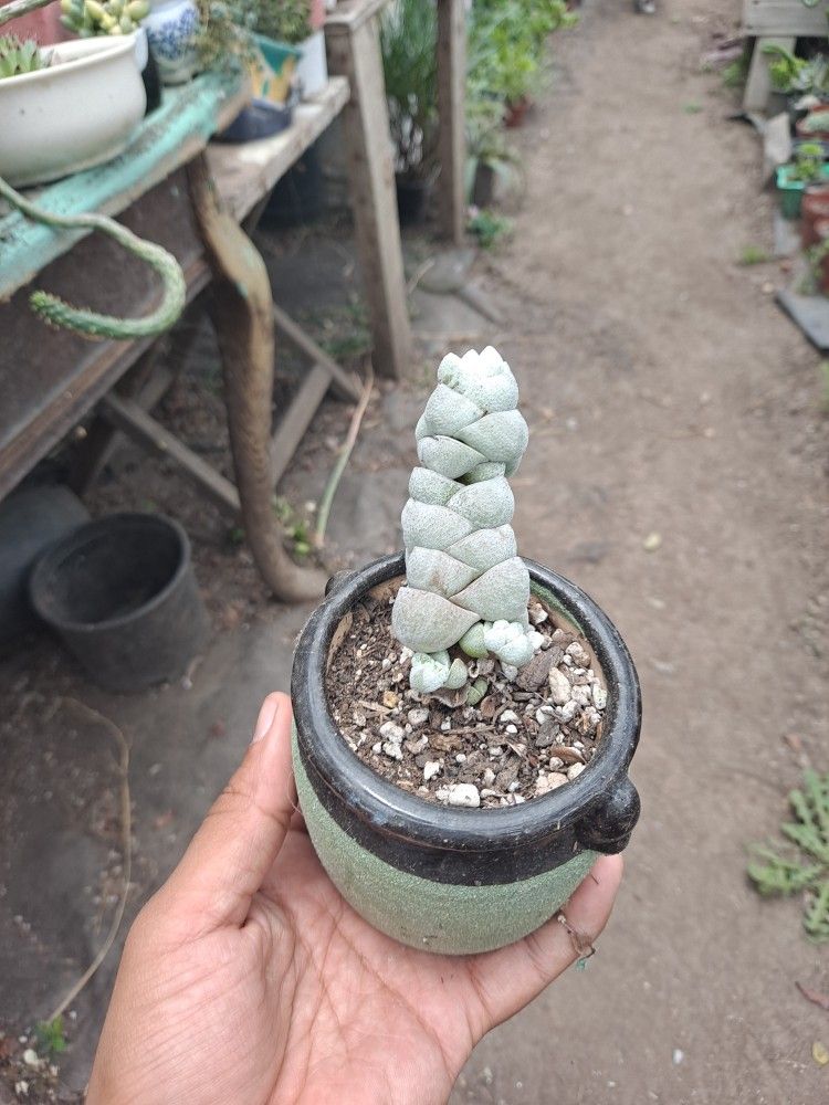 Succulent